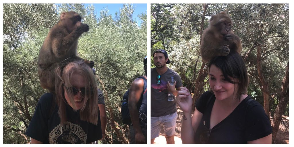 Macaque Monkeys on mine and Jess's back